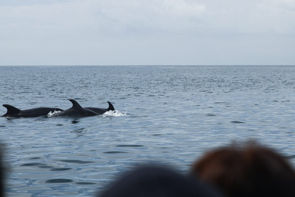 Lisbon Dolphin Watching