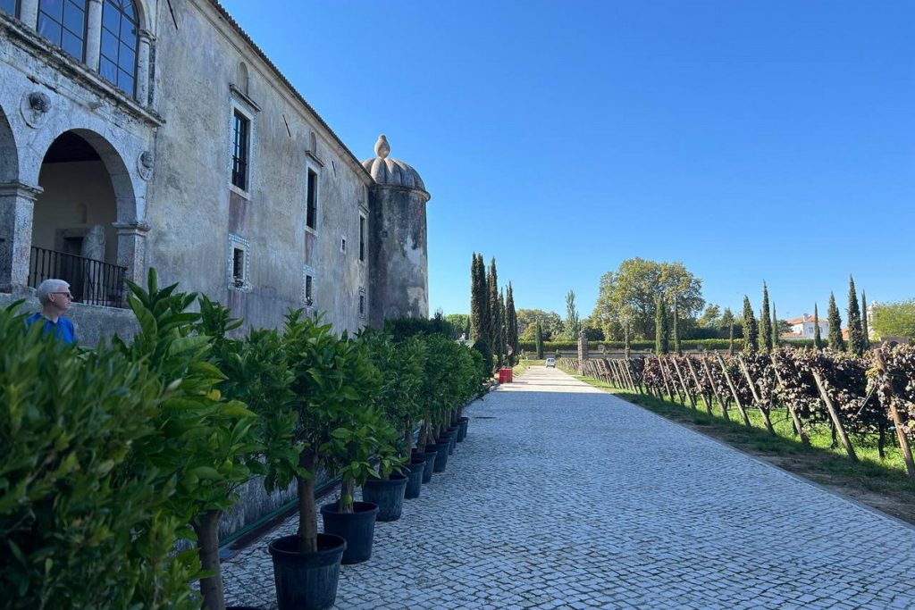 Vineyards near Lisbon