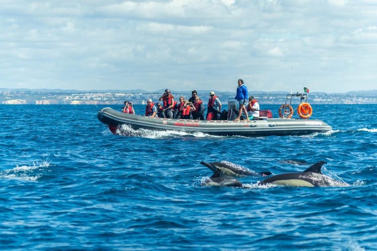 Algarve Private dolphin watching
