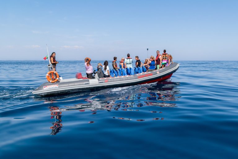 Algarve Private dolphin watching