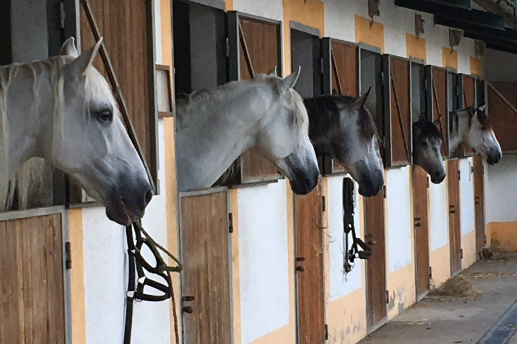 Equestrian Quinta near Lisbon