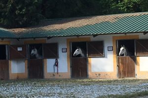Best Quinta with horses near Lisbon